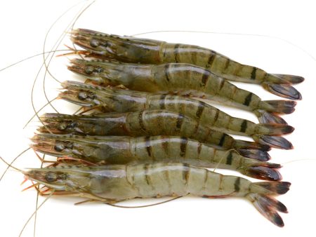 SHRIMPS 6 8  HEAD ON - SHELL ON 800G NET WEIGHT Supply