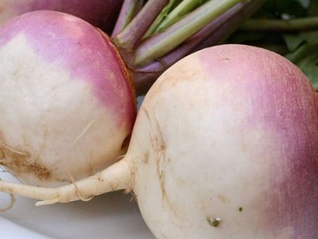 TURNIPS 40 60  KG Hot on Sale