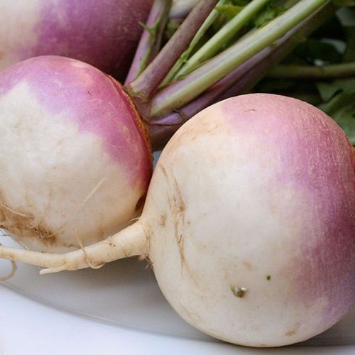 TURNIPS 40 60  KG Hot on Sale