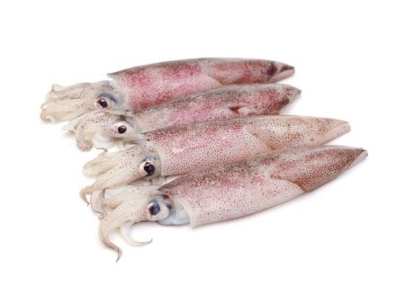 PATAGONIAN SQUID 800GR FRZ Supply