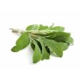 HERB SAGE IMPORTED PUNNET 30G Hot on Sale