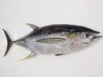 LOCAL FISH YELLOW TUNA WHOLE  KG Cheap