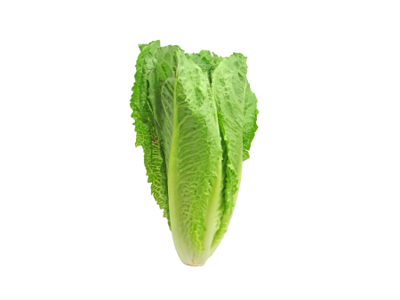 Romaine Lettuce Sale