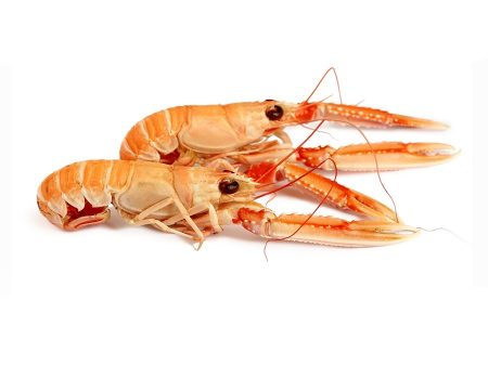 LANGOUSTINE 16 20 FRZ 800G For Discount