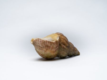 WHELKS  WHOLE COOKED 50 70 1KG on Sale