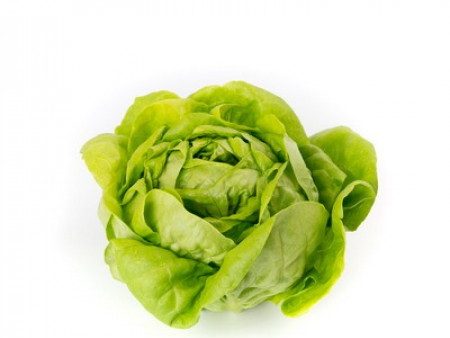 VAL D ENDORRE LETTUCE REX Online Sale