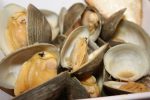 CLAMS HALF SHELL COOKED 60 90 800G Online Sale