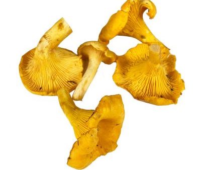 MUSHROOM GIROLLES  EXTRA Online Sale