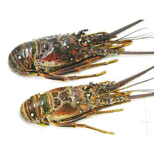 ROCK LOBSTER WHOLE RAW  400 600 PER KG Supply