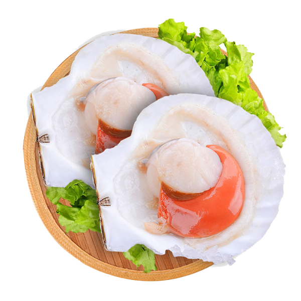 SCALLOPS HALF SHELL WITH ROE 20 30 on Sale